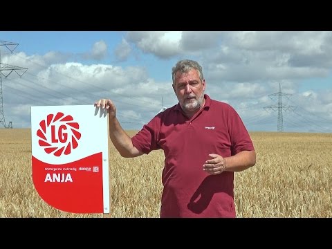 LG Seeds Deutschland | Wintergerste ANJA - Miss Mehrzeilig
