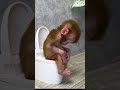 Baby Monkey Yumy Goes To The Toilet BabyMonkeyYumy E Monkey Animals Monkeybaby Short