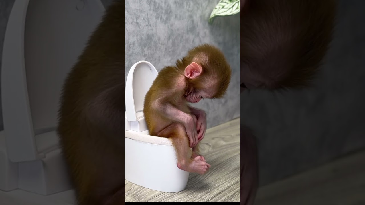 Baby monkey Yumy goes to the toilet @BabyMonkeyYumy e#monkey #animals #monkeybaby #short