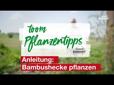 toom Pflanzentipps: Bambushecke pflanzen | toom Baumarkt