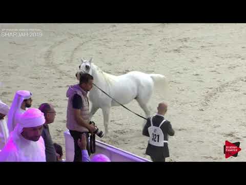 N 321 CETERUS   Sharjah International 2019