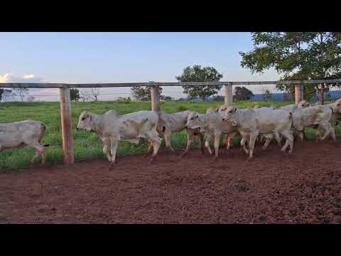 Produção da Fazenda Rio Vermelho, Recursolandia no Tocantins
