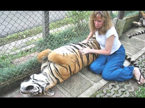 Lions, Tigers And Cheetahs Also Like Cuddling - Big Cats Compilation