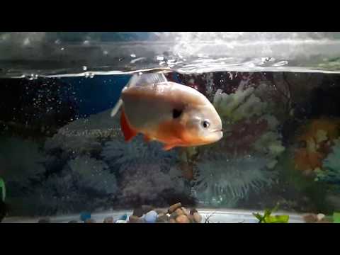 3 minutes of aggressive Piranha feeding | Slow motion