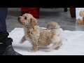 Bichpoo dogs for sale: Kory - Video 1