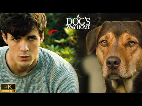 Bella Escapes the Shelter | A Dog’s Way Home (2019) Scene