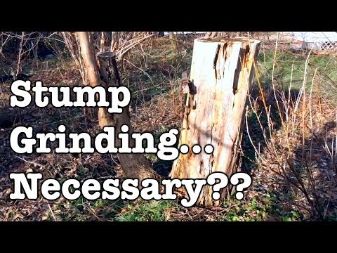Stump Grinding and Ripping Roots... Necessary?