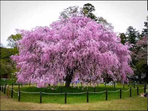 CHERRY TREE - DAVID FEDERMANN feat. MAEVA  (REEL PEOPLE REMIXES)