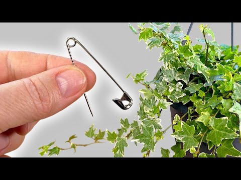 This simple trick to help your houseplants flourish 🌿 English ivy