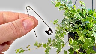 This Simple Trick to Make Your Houseplants Thrive 🌿English ivy