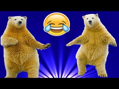 QUAND LES ANIMAUX DANSENT- (Partie 1)