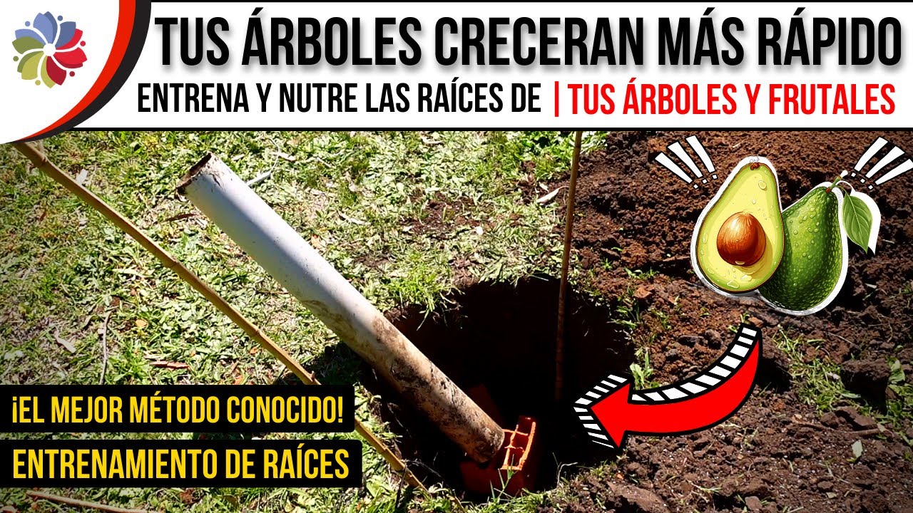 🌳 NO ESPERES AÑOS para cosechar tu AGUACATE o PALTA - ¡ENTRENA SUS RAÍCES! EL MEJOR MÉTODO CONOCIDO.