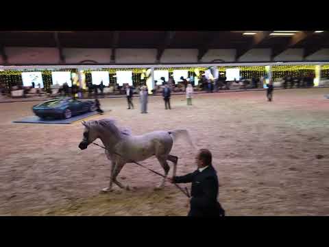 AMON DE PIGALL . FA NILE SAFIR  & NADIRAH DE PIGALL   "Straight Egyptian World Championship 2021"