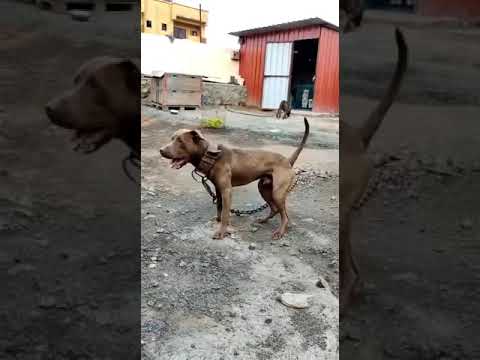 DESTROYES BULLS PUNE MAHARASHTRA 👑 TROY 1XW S/O J.R DODO 2XW 👑