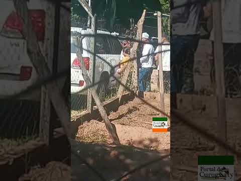 En Ybyrarobaná Canindeyú