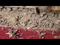 Close Up of a Termite Infestation in Bayville, NJ