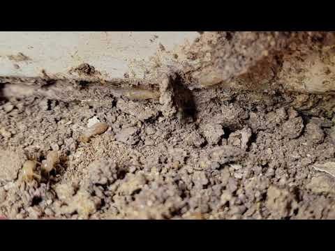 Close Up of a Termite Infestation in Bayville, NJ