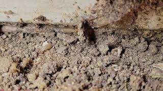 Close Up of a Termite Infestation in Bayville, NJ