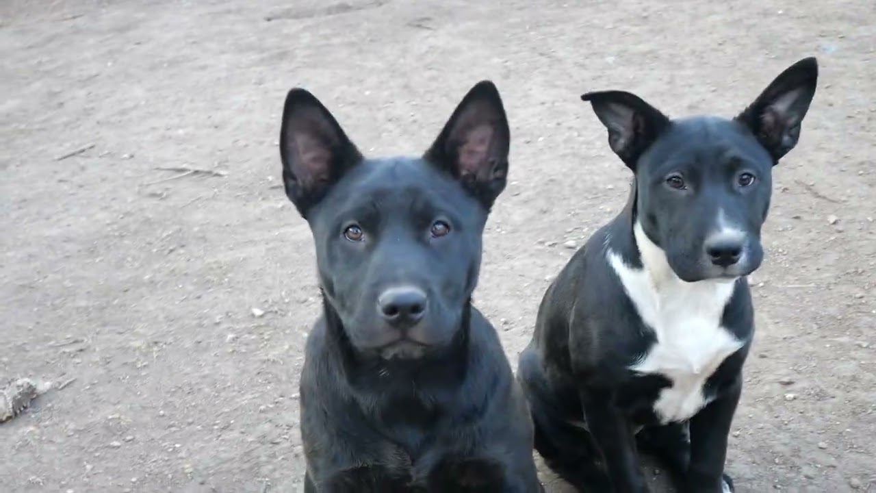 Pumpkin, a Adoptable mixed breed in Boulder, CO video 6/6