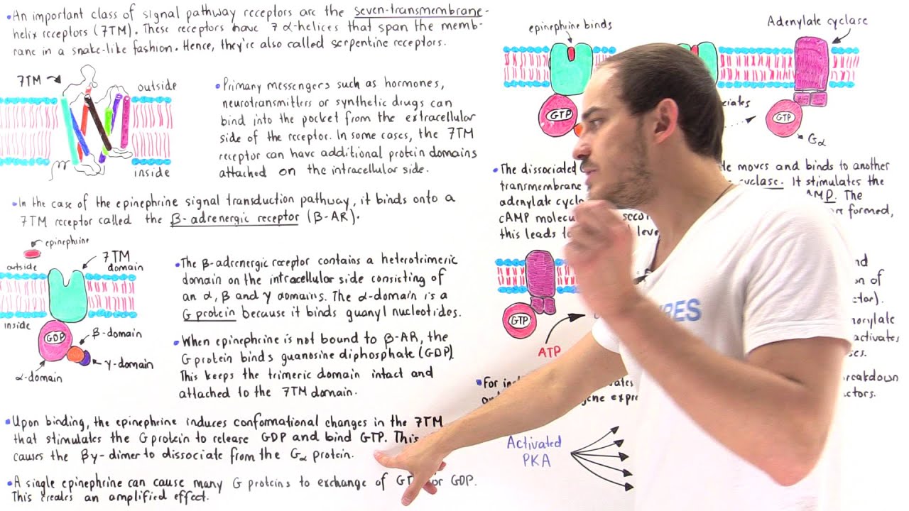 Epinephrine Signal Transduction Pathway