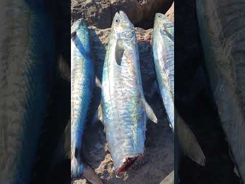 kingfish 5 Strikes 💪🏻 lucky day ✨ #kingfish #rasalkhaimah #fishing