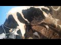 Cows Meeting Successful