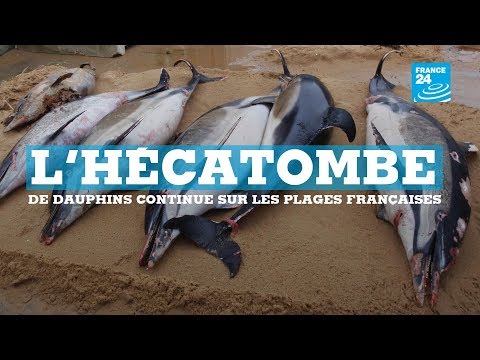 Sur les côtes atlantiques françaises, l'hécatombe de dauphins continue