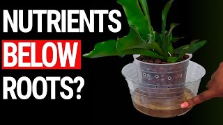 Stop Root Rot in Semi Hydroponics: The Right Water Levels for LECA