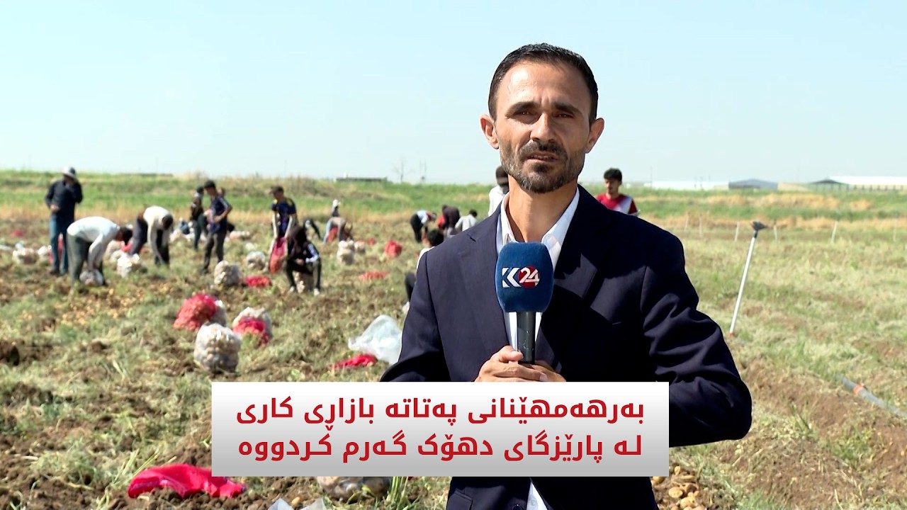 ڤیدیۆ | بەرهەمهێنانی پەتاتە بازاڕی کاری لە پارێزگای دهۆک گەرم کردووە