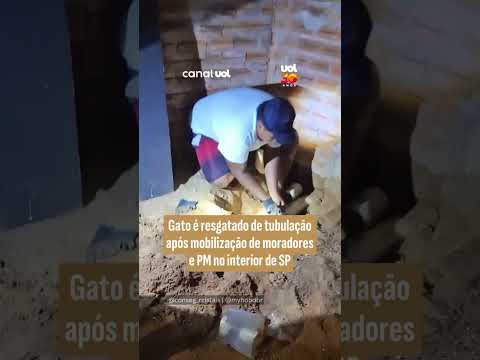 Gato é resgatado de tubulação após mobilização de moradores e PM no interior de SP