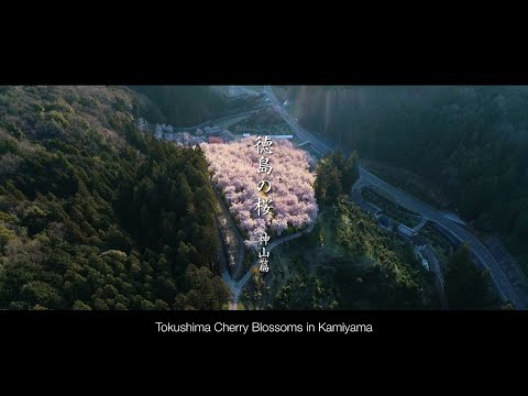 神山の桜