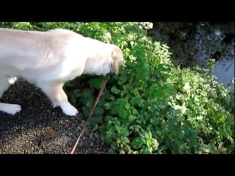 Cute puppy needs manners! (YTO 48 | Day 196 - 21/10/2011)