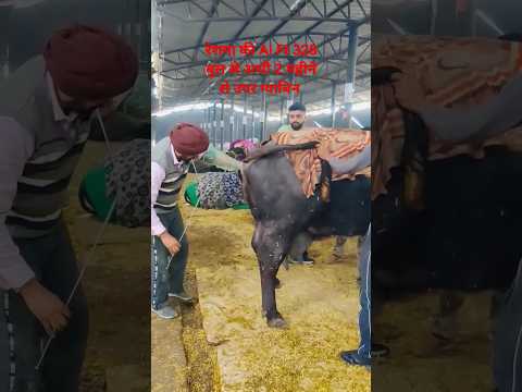 #reshmaa #sukhbirdhanda #buffalo