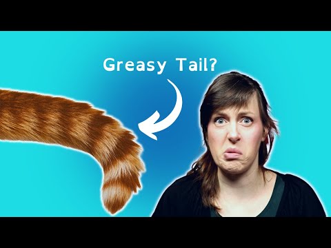 Dirty Stud Tail Cat, Tail Infection | Why, What, How to Treat | VET ADVICE