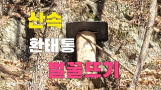토종벌  산속에 있는 환태통 벌꿀뜨기  토종벌기르기