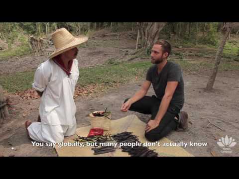 download lagu mp3 mp4 Mexican Vanilla Pods, download lagu Mexican Vanilla Pods gratis, unduh video klip Mexican Vanilla Pods