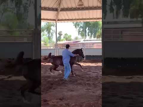 ابنة افالون والام بنت ستيدال