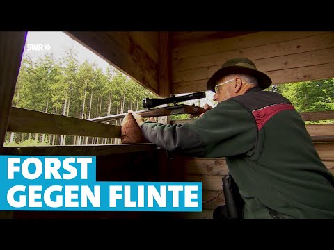 Neues Landjagdgesetz polarisiert: Höhere Abschussquote, weniger Wildverbiss