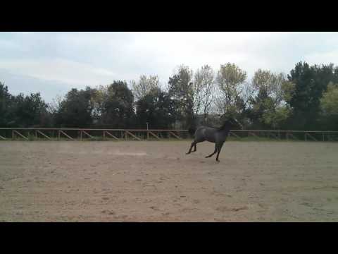 AHappy dell'A FG SI MPAAF 2016 Quidam de Revel x Cassini x Heraldik.