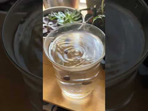 Growing Water Lotus from seeds! 🪷