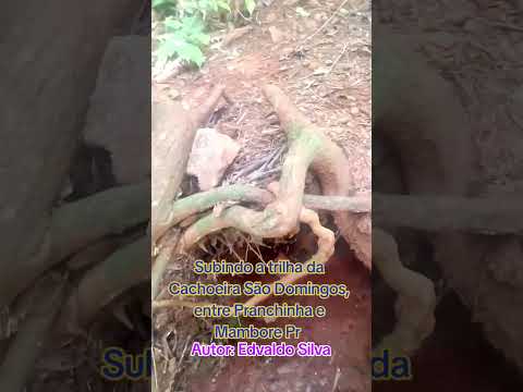 Entre Pranchinha e Mambore Pr