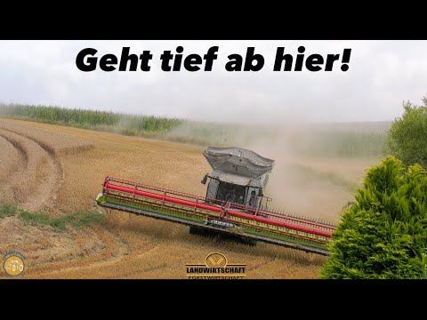 Geht tief ab hier! Großmähdrescher in der Getreideernte 2x Lexion 8900 m. 13,80m Schneidwerk 2024