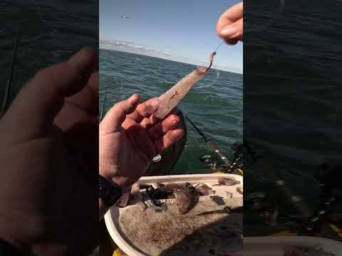 STOP Using the WRONG Bait for Snapper!