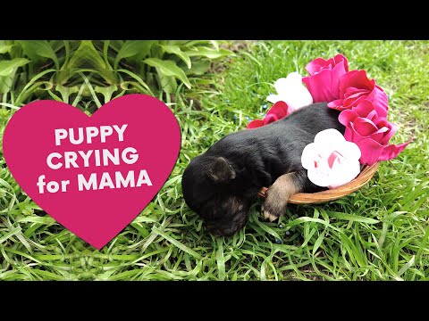 Puppy Crying for MAMA ❤️ Newborn Puppy Sounds🐶