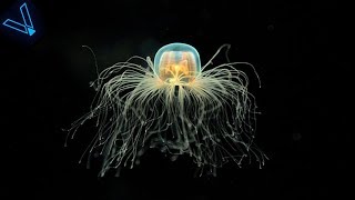 The Strange But Incredible Immortal Jellyfish