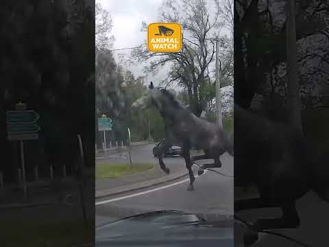 🤣 Images de caméra embarquée pour animaux | Observation des animaux