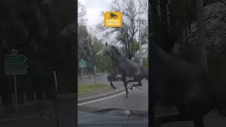 Miniature vidéo