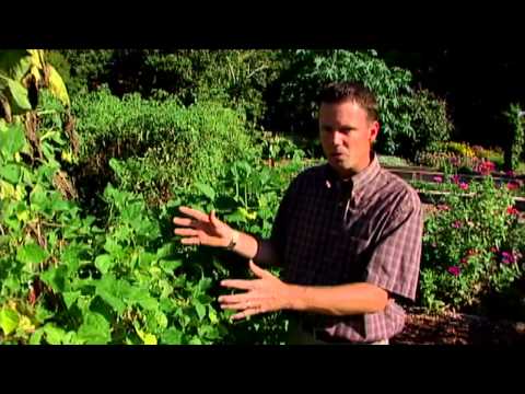 download lagu mp3 mp4 Cherokee Trail Of Tears Bean Seeds, download lagu Cherokee Trail Of Tears Bean Seeds gratis, unduh video klip Cherokee Trail Of Tears Bean Seeds