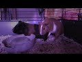 Guinea Pig Rock