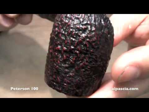 pipa Peterson 100 - smoking pipes